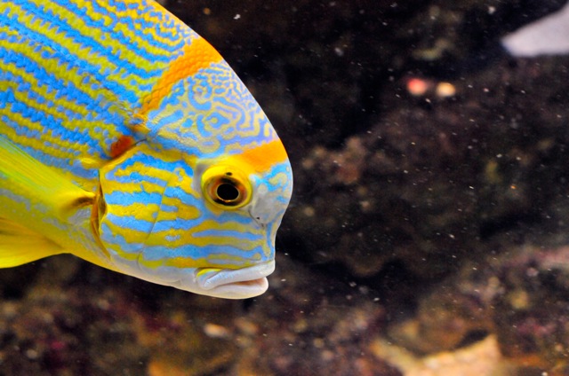poisson1.jpg